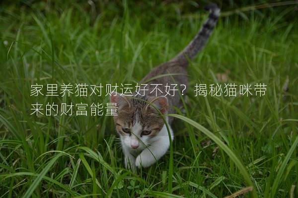 家里养猫对财运好不好？揭秘猫咪带来的财富能量