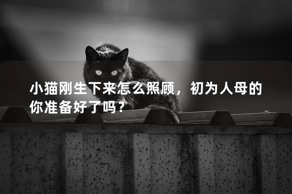 小猫刚生下来怎么照顾，初为人母的你准备好了吗？