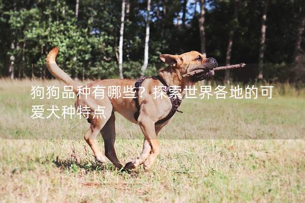 狗狗品种有哪些？探索世界各地的可爱犬种特点