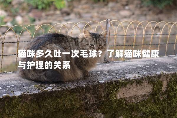 猫咪多久吐一次毛球？了解猫咪健康与护理的关系