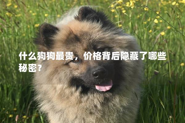 什么狗狗最贵，价格背后隐藏了哪些秘密？