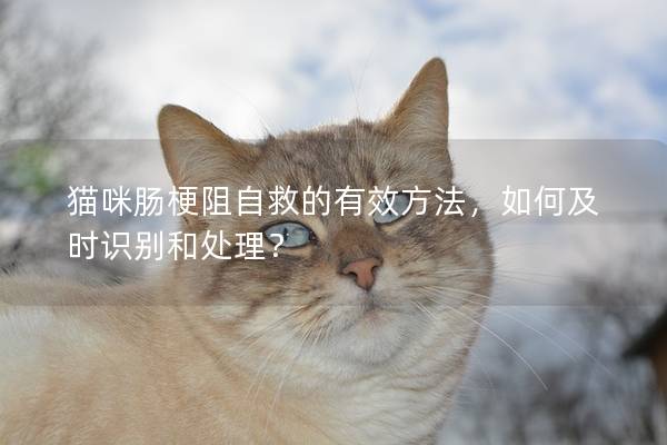 猫咪肠梗阻自救的有效方法，如何及时识别和处理？