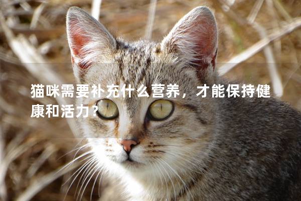 猫咪需要补充什么营养，才能保持健康和活力？