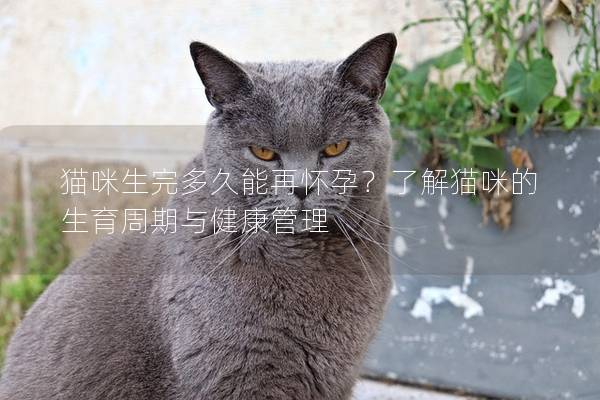 猫咪生完多久能再怀孕？了解猫咪的生育周期与健康管理