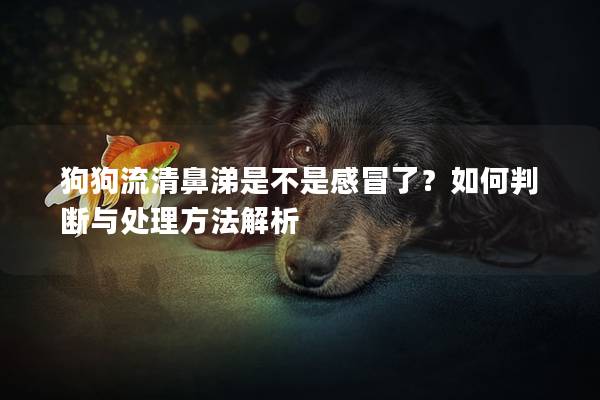 狗狗流清鼻涕是不是感冒了？如何判断与处理方法解析