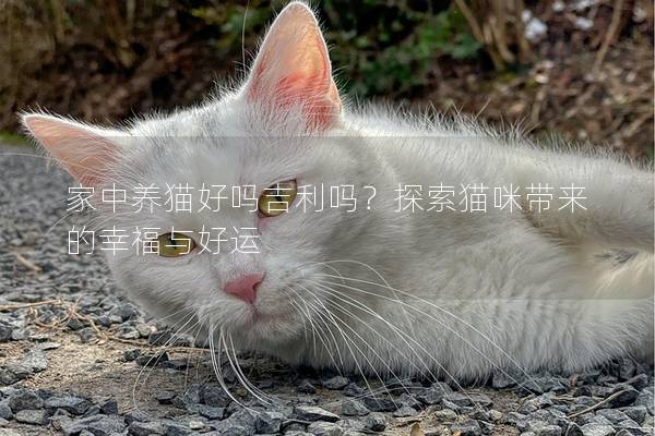 家中养猫好吗吉利吗？探索猫咪带来的幸福与好运