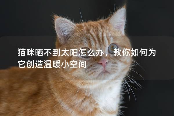 猫咪晒不到太阳怎么办，教你如何为它创造温暖小空间