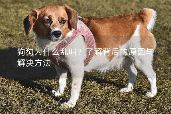 狗狗为什么乱叫？了解背后的原因与解决方法