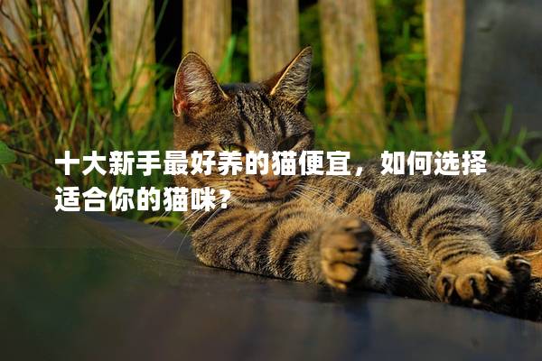 十大新手最好养的猫便宜，如何选择适合你的猫咪？