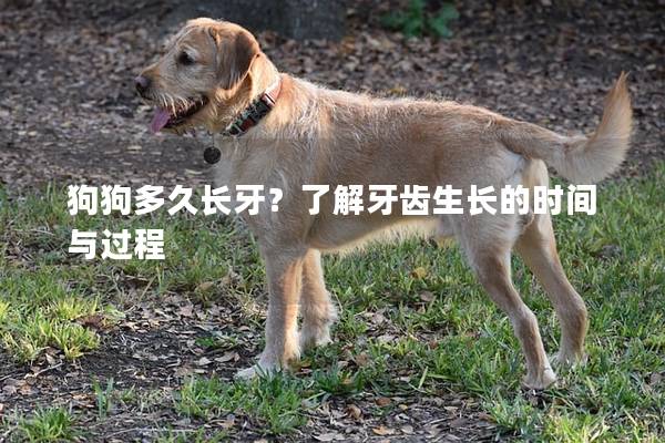 狗狗多久长牙？了解牙齿生长的时间与过程