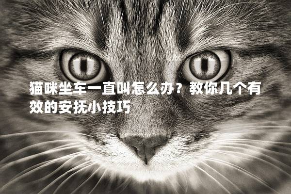 猫咪坐车一直叫怎么办？教你几个有效的安抚小技巧