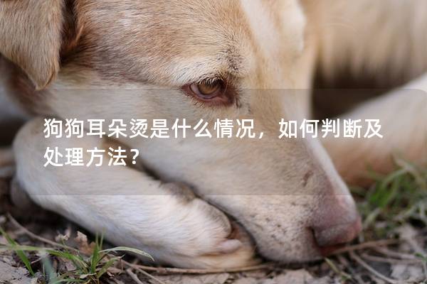 狗狗耳朵烫是什么情况，如何判断及处理方法？