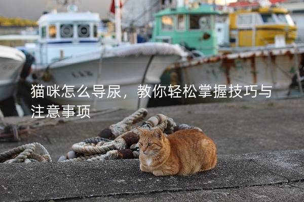 猫咪怎么导尿，教你轻松掌握技巧与注意事项