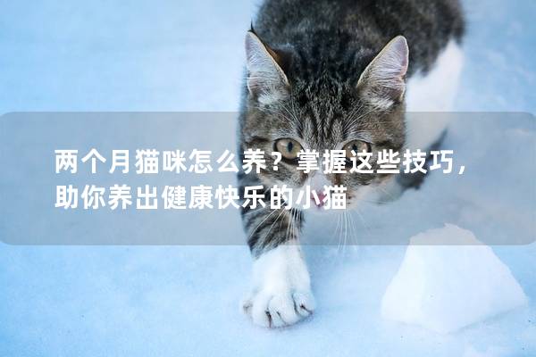 两个月猫咪怎么养？掌握这些技巧，助你养出健康快乐的小猫