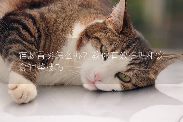 猫肠胃炎怎么办？教你有效护理和饮食调整技巧