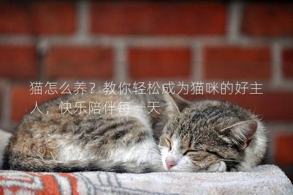 猫怎么养？教你轻松成为猫咪的好主人，快乐陪伴每一天