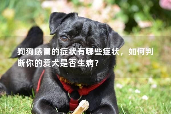 狗狗感冒的症状有哪些症状，如何判断你的爱犬是否生病？