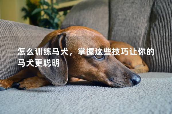 怎么训练马犬，掌握这些技巧让你的马犬更聪明