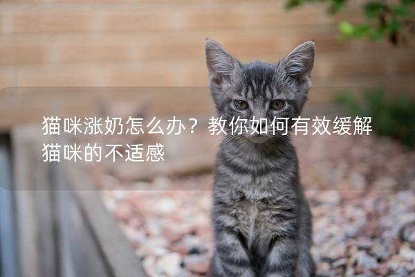 猫咪涨奶怎么办？教你如何有效缓解猫咪的不适感