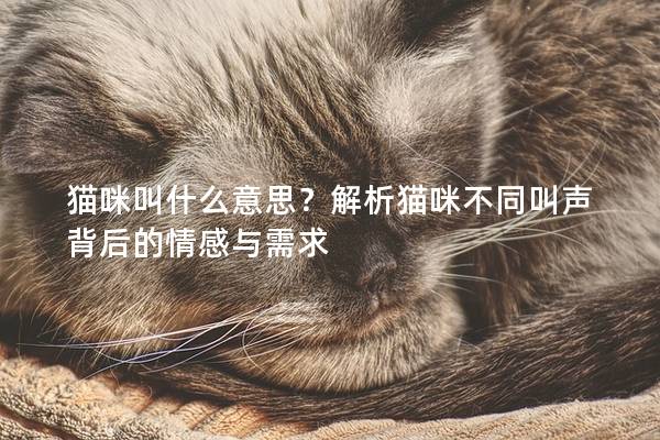 猫咪叫什么意思？解析猫咪不同叫声背后的情感与需求