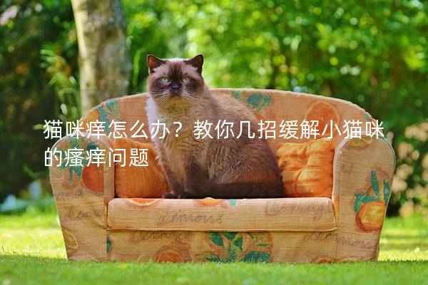 猫咪痒怎么办？教你几招缓解小猫咪的瘙痒问题