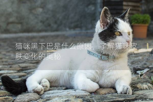 猫咪黑下巴是什么原因，了解猫咪皮肤变化的奥秘