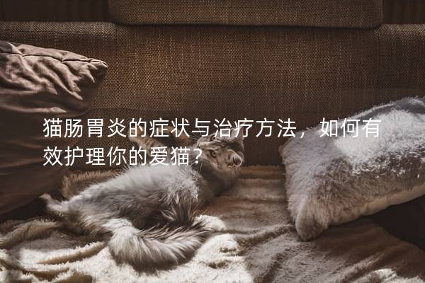 猫肠胃炎的症状与治疗方法，如何有效护理你的爱猫？