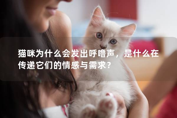 猫咪为什么会发出呼噜声，是什么在传递它们的情感与需求？