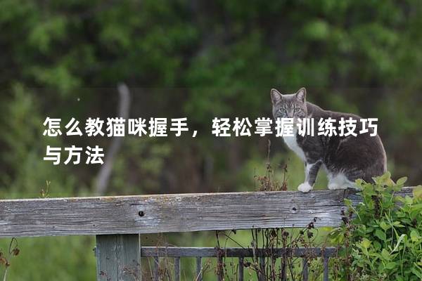 怎么教猫咪握手，轻松掌握训练技巧与方法