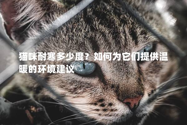 猫咪耐寒多少度？如何为它们提供温暖的环境建议