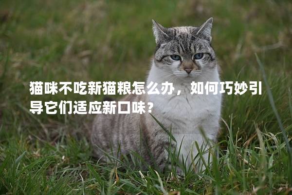 猫咪不吃新猫粮怎么办，如何巧妙引导它们适应新口味？