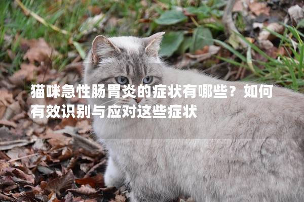 猫咪急性肠胃炎的症状有哪些？如何有效识别与应对这些症状