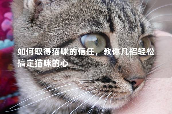 如何取得猫咪的信任，教你几招轻松搞定猫咪的心