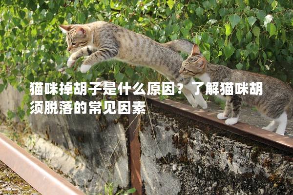 猫咪掉胡子是什么原因？了解猫咪胡须脱落的常见因素