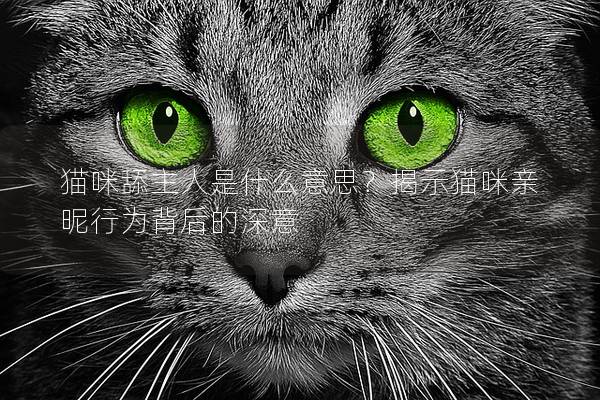 猫咪舔主人是什么意思？揭示猫咪亲昵行为背后的深意