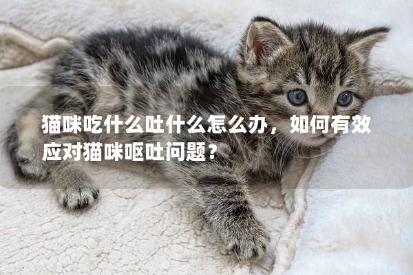 猫咪吃什么吐什么怎么办，如何有效应对猫咪呕吐问题？