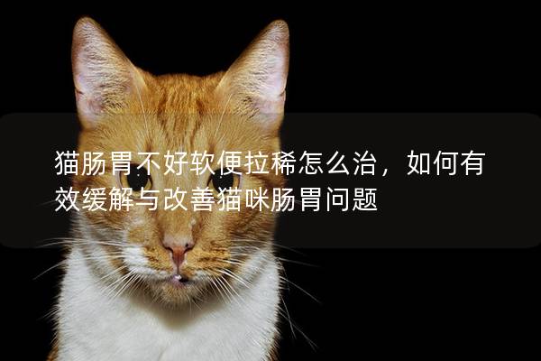 猫肠胃不好软便拉稀怎么治，如何有效缓解与改善猫咪肠胃问题