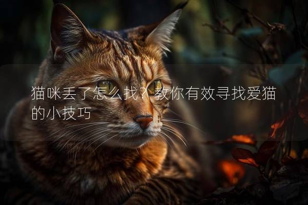 猫咪丢了怎么找？教你有效寻找爱猫的小技巧