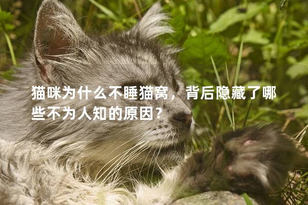 猫咪为什么不睡猫窝，背后隐藏了哪些不为人知的原因？