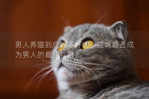 男人养猫到底好不好呢，猫咪能否成为男人的最佳伴侣？