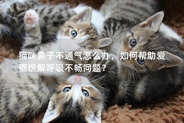 猫咪鼻子不通气怎么办，如何帮助爱猫缓解呼吸不畅问题？