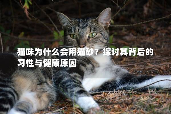 猫咪为什么会用猫砂？探讨其背后的习性与健康原因