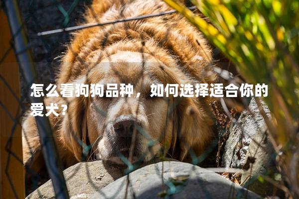 怎么看狗狗品种，如何选择适合你的爱犬？