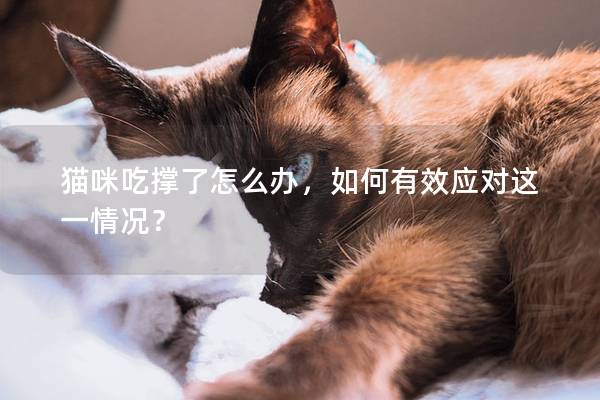 猫咪吃撑了怎么办，如何有效应对这一情况？