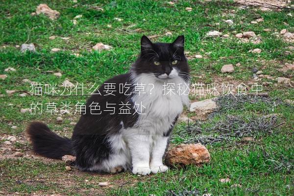 猫咪为什么要吃草？探秘猫咪饮食中的草类角色与益处