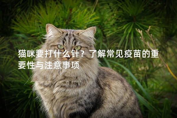 猫咪要打什么针？了解常见疫苗的重要性与注意事项