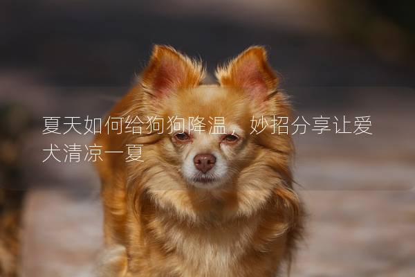 夏天如何给狗狗降温，妙招分享让爱犬清凉一夏