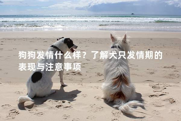 狗狗发情什么样？了解犬只发情期的表现与注意事项