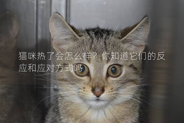 猫咪热了会怎么样？你知道它们的反应和应对方式吗