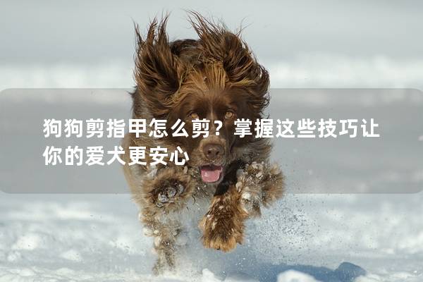 狗狗剪指甲怎么剪？掌握这些技巧让你的爱犬更安心